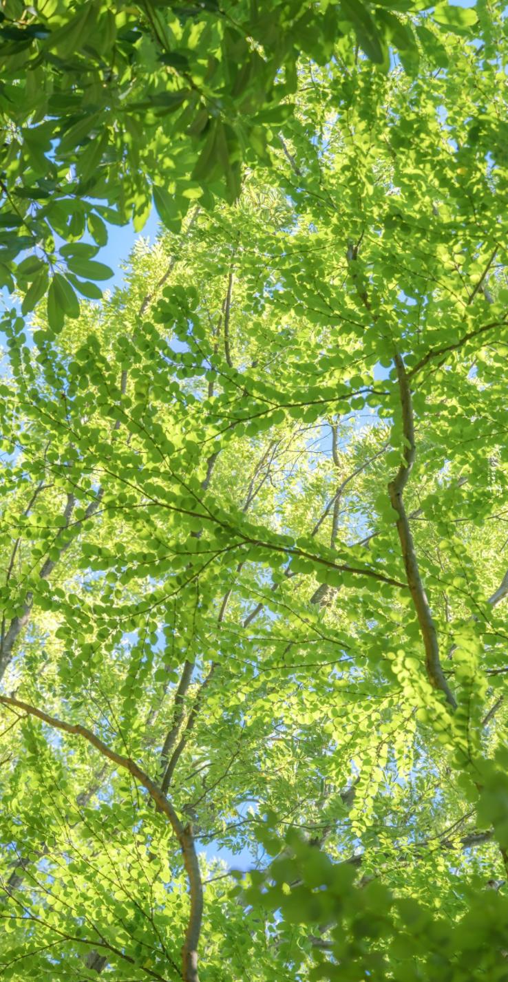 表达夏天热的诗句,古诗中描写天气很热的诗句