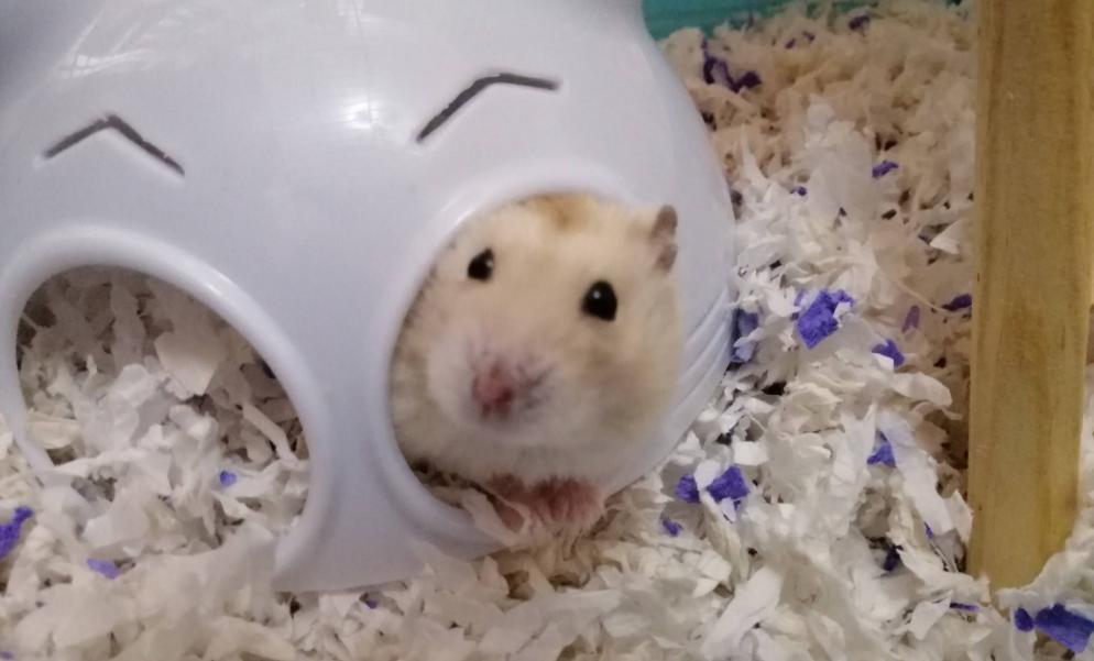 养仓鼠新手要注意的几个,养仓鼠要记住的几件事