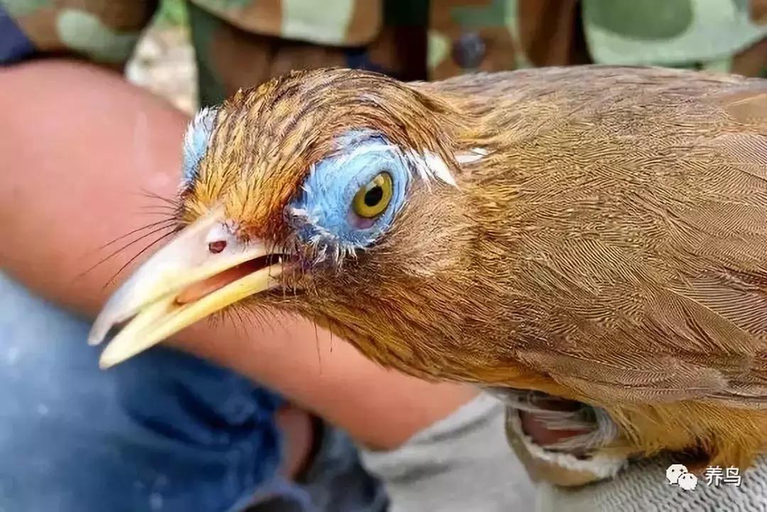 画眉鸟的饲养有何技巧,饲养画眉鸟违法吗