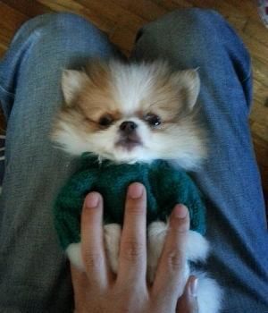 养博美犬的十大禁忌,养博美犬的5大坏处