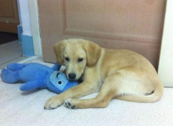 狗狗拉肚子怎么来评判是否严重,小狗拉肚子是不是吃得少造成的