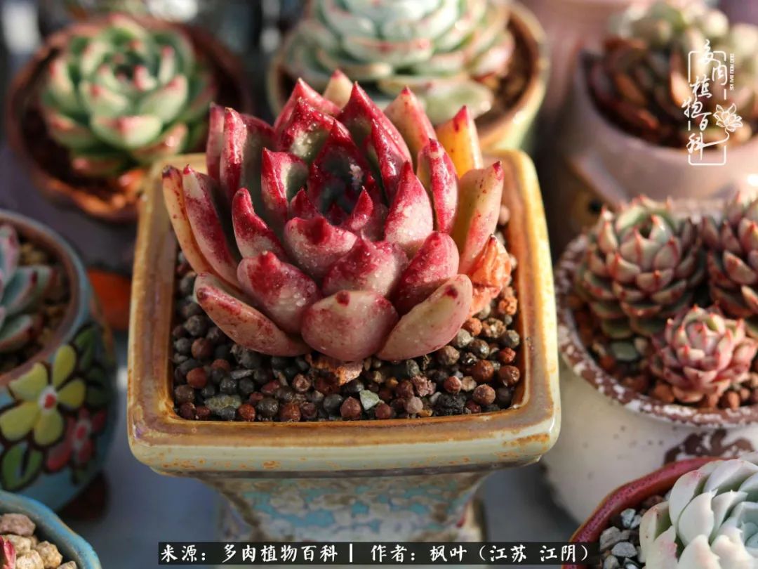 春有约，花不误，多肉与春天有个约会