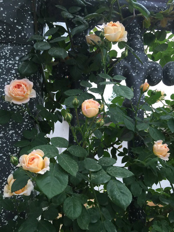 无刺四季开花藤本月季品种有哪些,耐热又耐寒的藤本月季有哪些品种