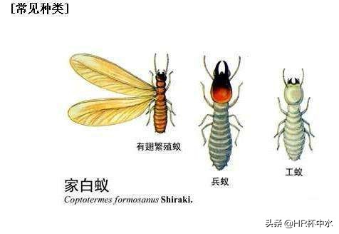 雨天晚上，如何防治飞进家里长翅膀的白蚁虫？全面白蚁虫知识介绍