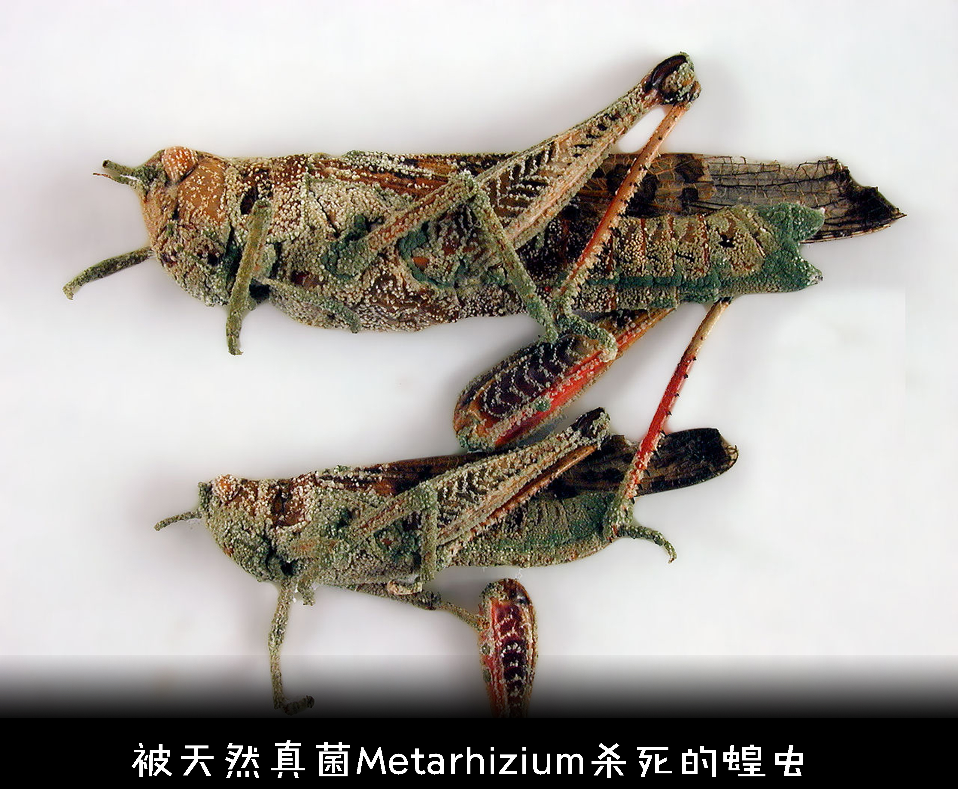 为什么成灾的蝗虫有毒,为什么会有蝗灾