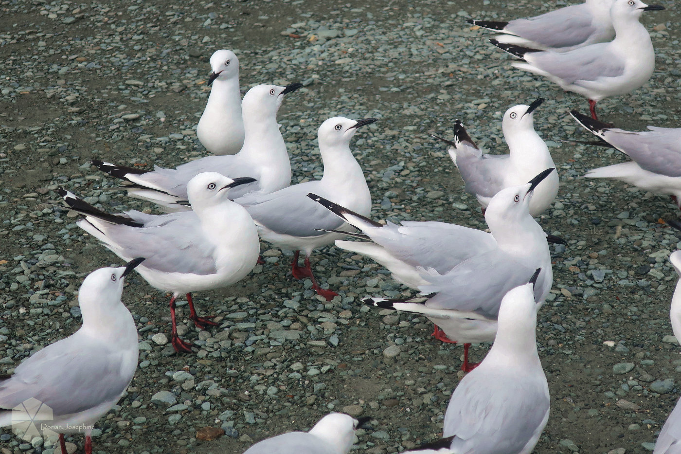 新西兰南岛一日游,新西兰南岛旅游地图