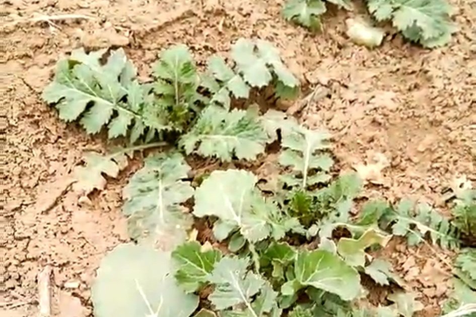 春天的森林气息,春天的馥郁气息