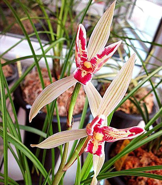 当下比较值钱的兰花有哪几个品种,有价值的兰花品种排名前十