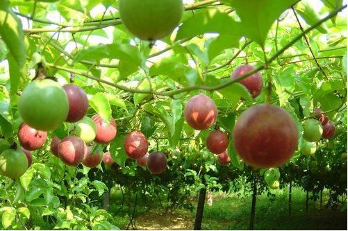 广西灵山小小茶叶托起脱贫致富梦,北流钦蜜九号百香果种植基地