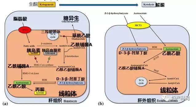 生酮饮食21天食谱菜单学校,生酮减脂餐食谱一日三餐电子版