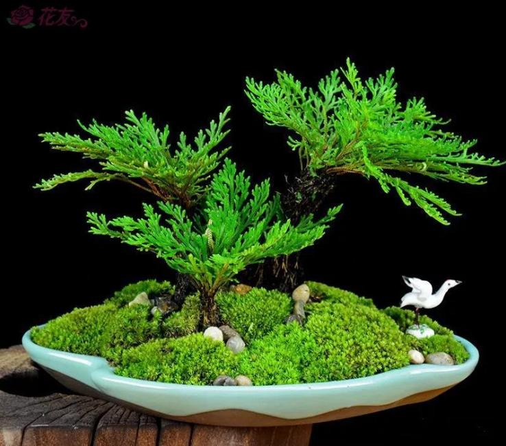 世界上10大最奇特的植物,世界上最奇特的植物叫什么名字