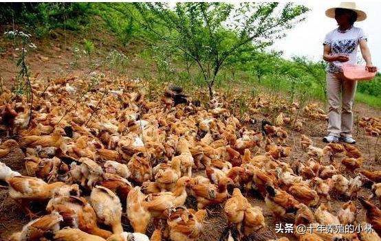 鸡嗉囊胀气还喂食吗,鸡消化不好嗉囊胀气积食该怎么办