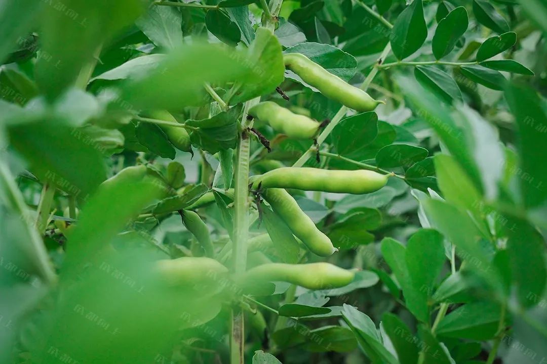 城北198：好与坏都让人“惊叹”