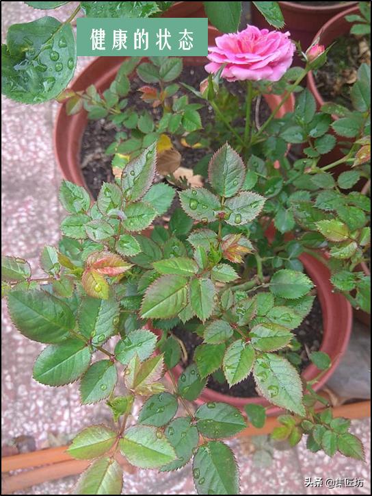 盆景没浇水枯萎了怎么救活,盆景枯萎需要及时修剪吗