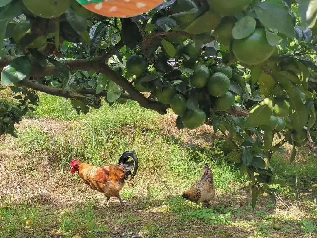 特早蜜桔果园,宜昌现在特早蜜桔行情