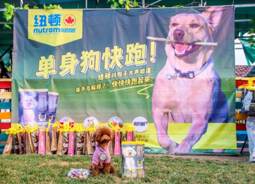 单身汪的逆袭,单身汪实力