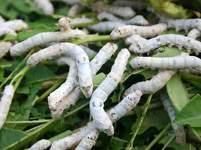 家蚕黑胸败血病是什么引起的,怎么预防蚕黑病