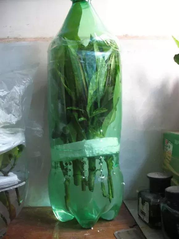 大水瓶扦插生根神器,室内用塑料瓶扦插生根最快方法