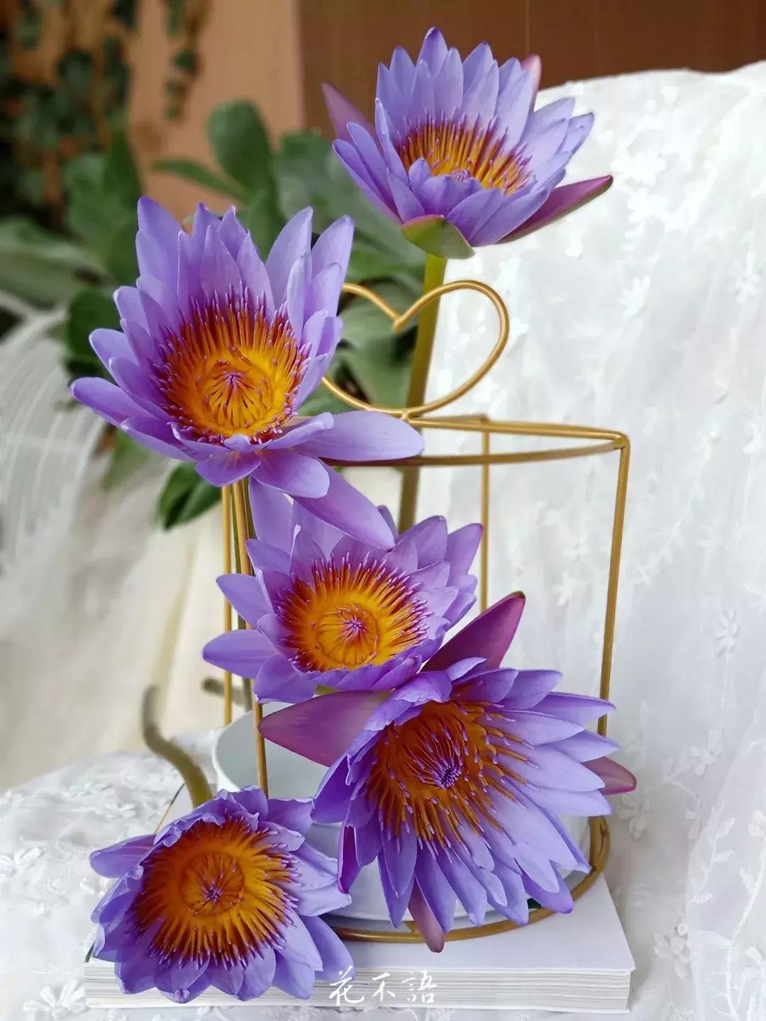 睡莲9月的养护,睡莲的养护方法文字