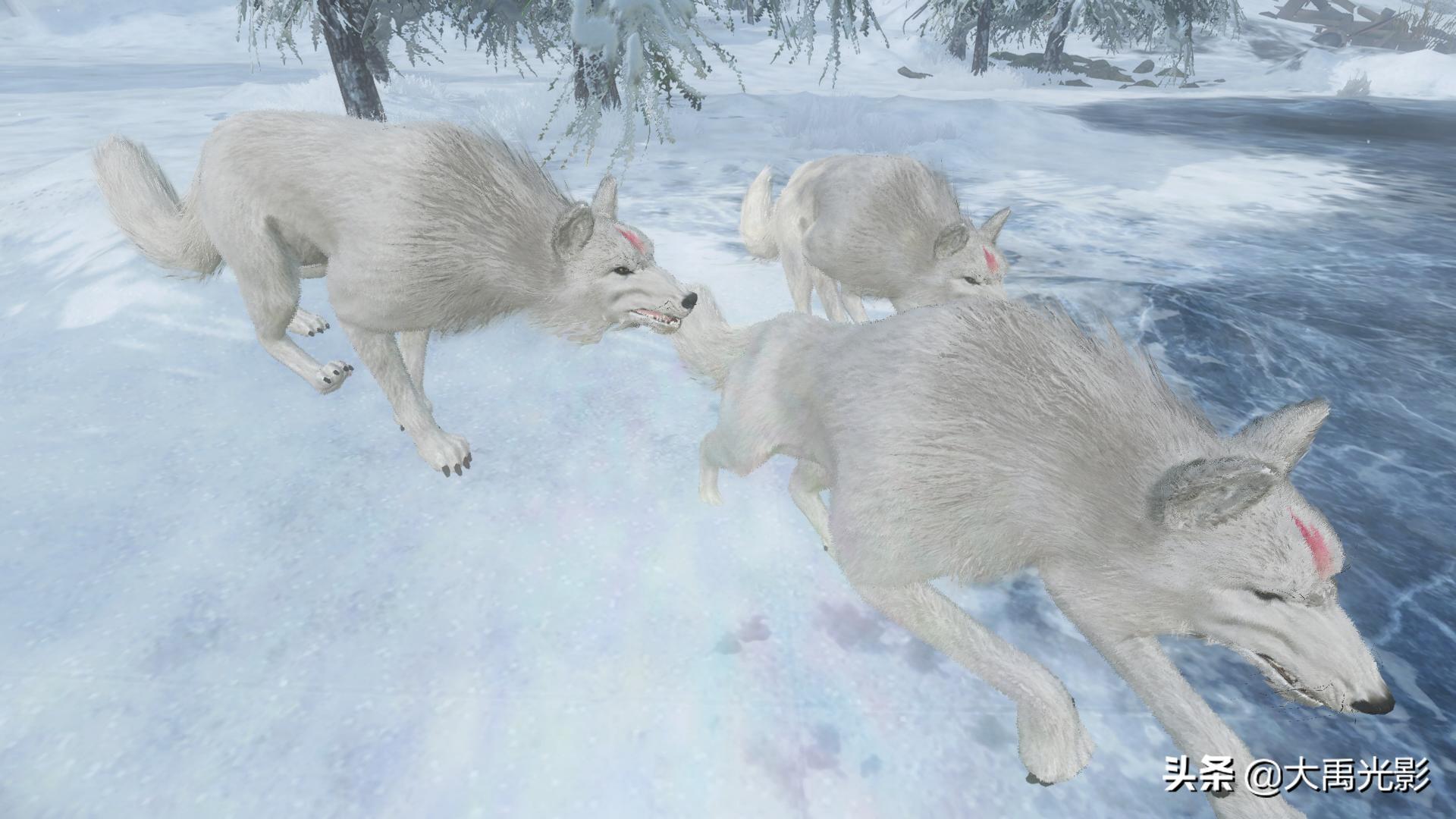 与狼相比，狗是一种品格低劣的物种