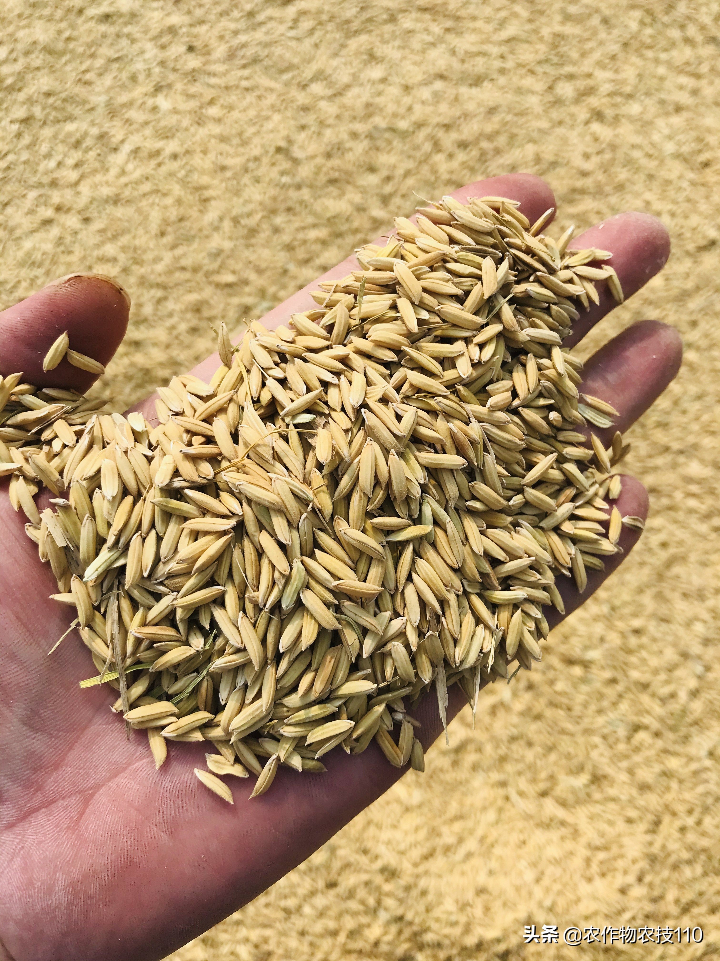 杂交稻直播的种植方法,杂交稻留种可以培育出常规种吗