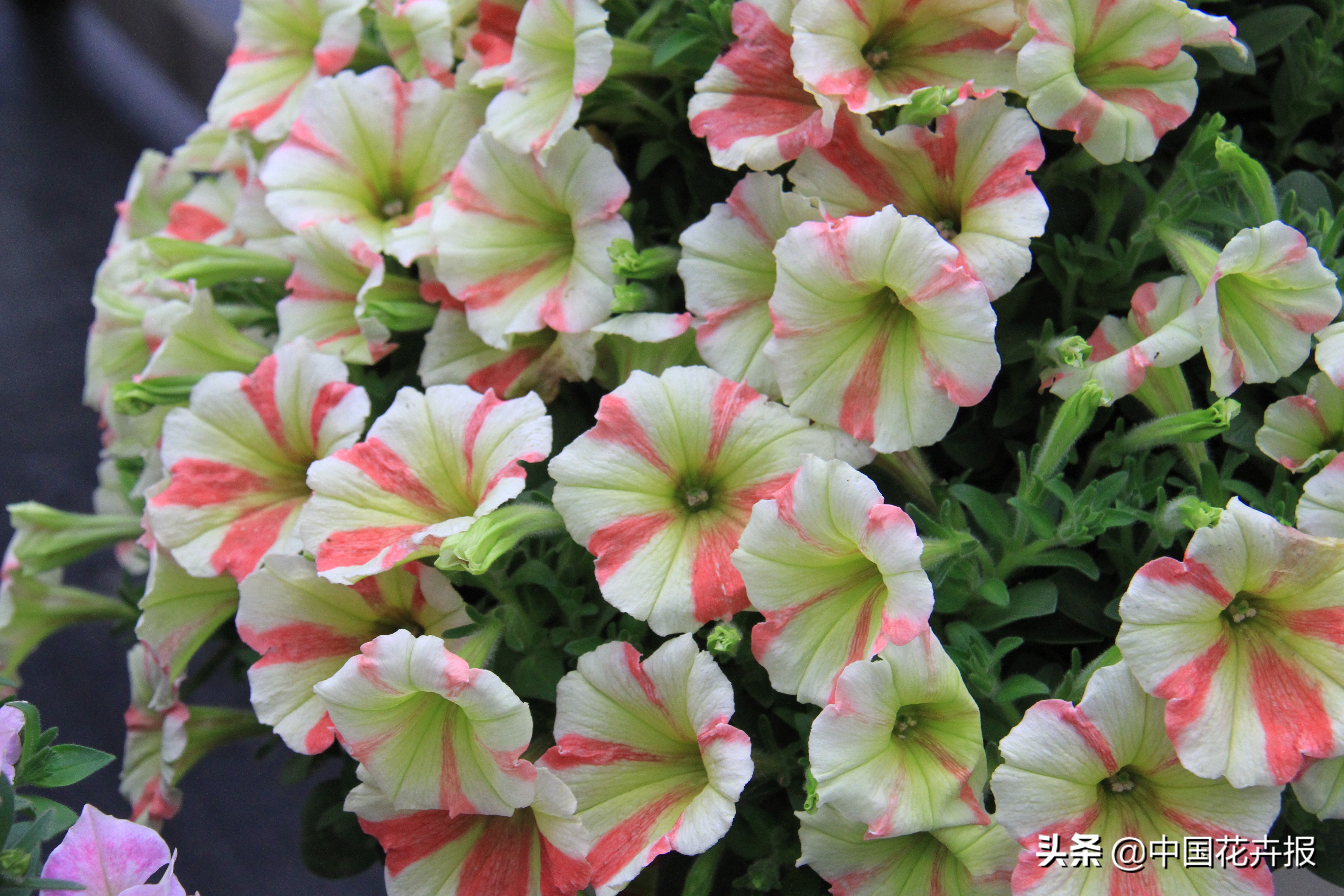 适合花园的花花草草,如何打造四季都有花的花园