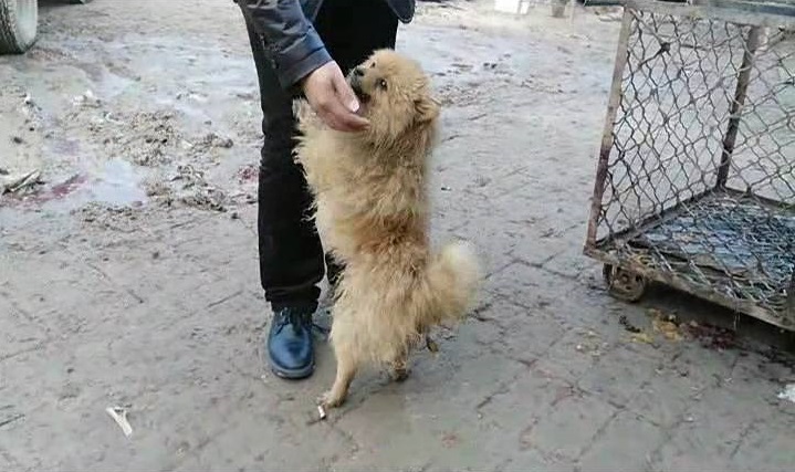 那些年我们养过的狗子,记者揭露藏獒黑幕