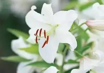 拍摄花的花语,100种摄影基础美学