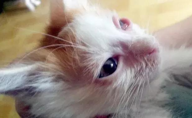 猫咪牙龈炎和杯状病毒的区别,猫咪角膜感染杯状病毒怎么治疗