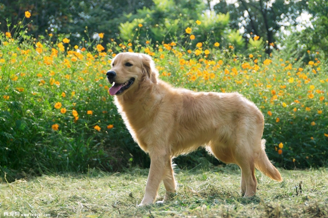 金毛生理期怎么护理比较好,金毛月经期怎么办