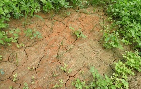 桉树真的会破坏土地吗,桉树火烧后还会生长吗