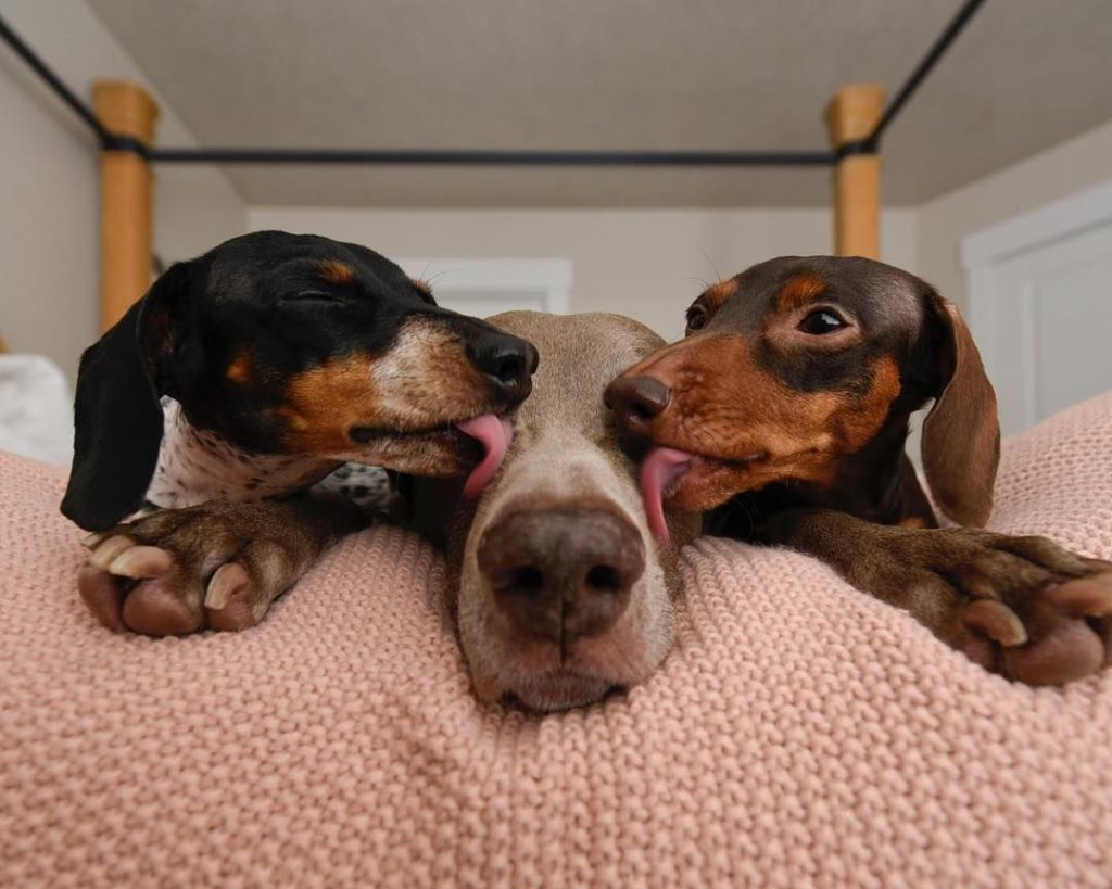 你知道该如何照顾发情的狗狗吗？快来学，让你“懂”你家狗