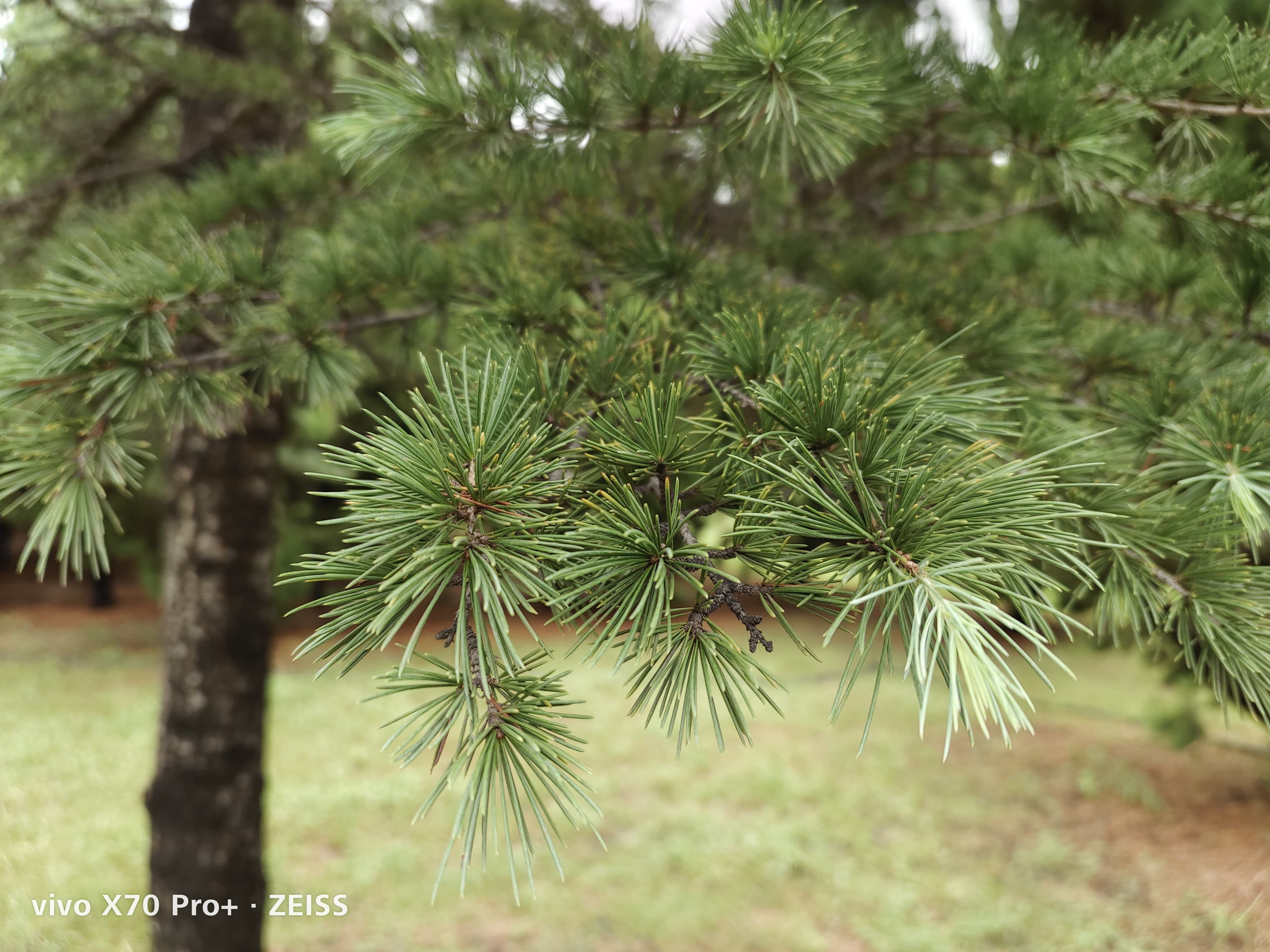 vivox70pro+双扬声器音质评测,vivox80pro天玑版评测