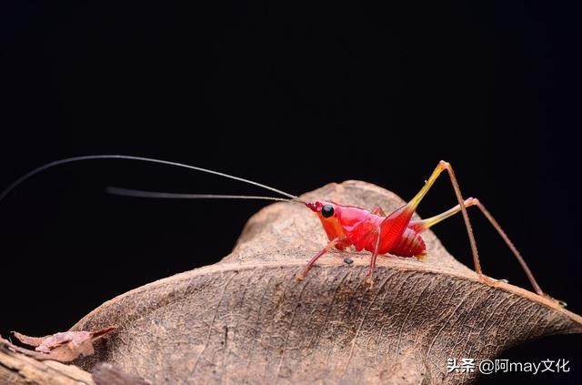 35mm微距镜头拍摄技巧,怎么用18-55的镜头拍人像