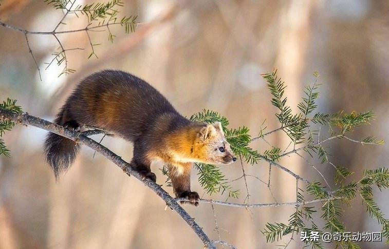 脾气暴躁却是“爱子狂魔”，且看东北三省的这种美丽生灵！