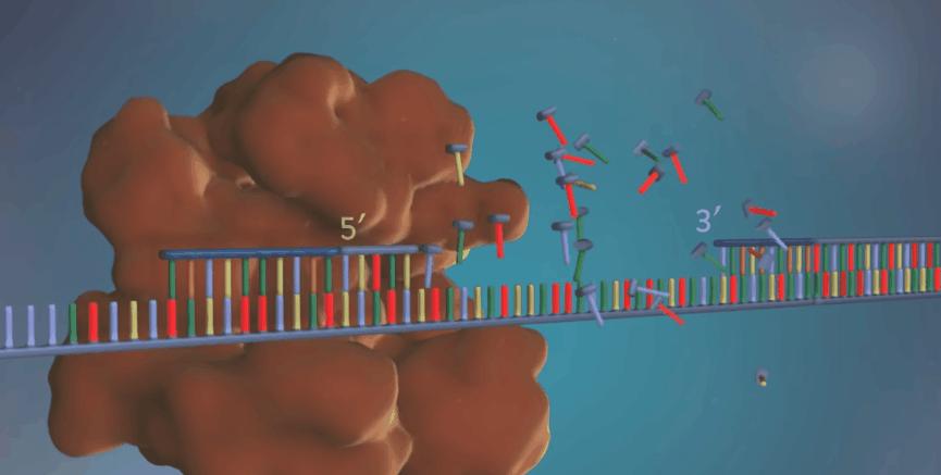 新型冠状病毒pcr检测操作规程,冠状病毒核酸检测pcr试剂