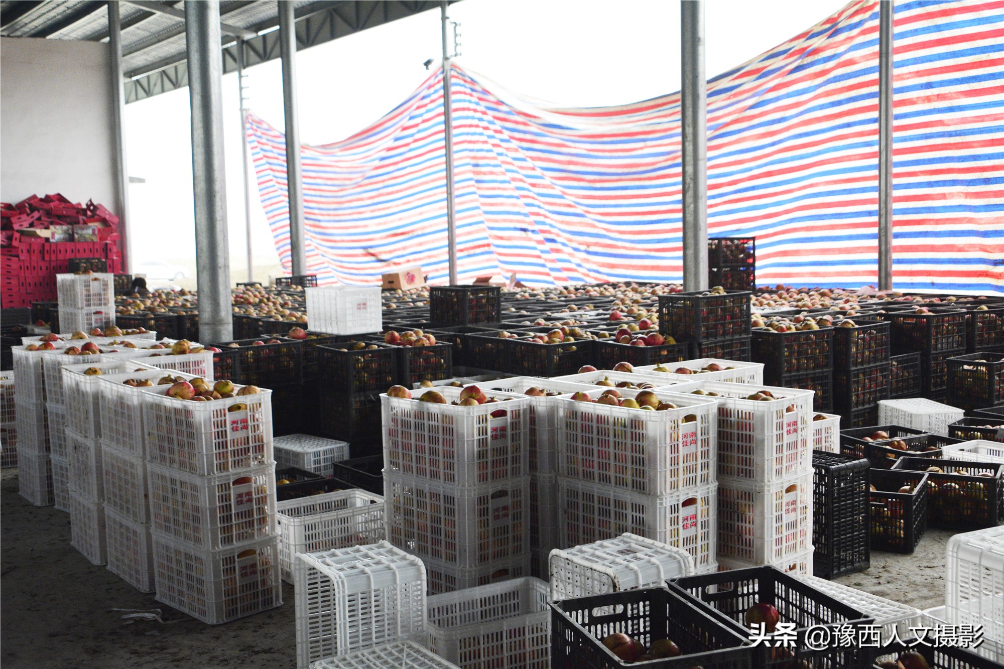 河南小伙京漂6年,回家大数据管理石榴园,决心对标“褚橙”