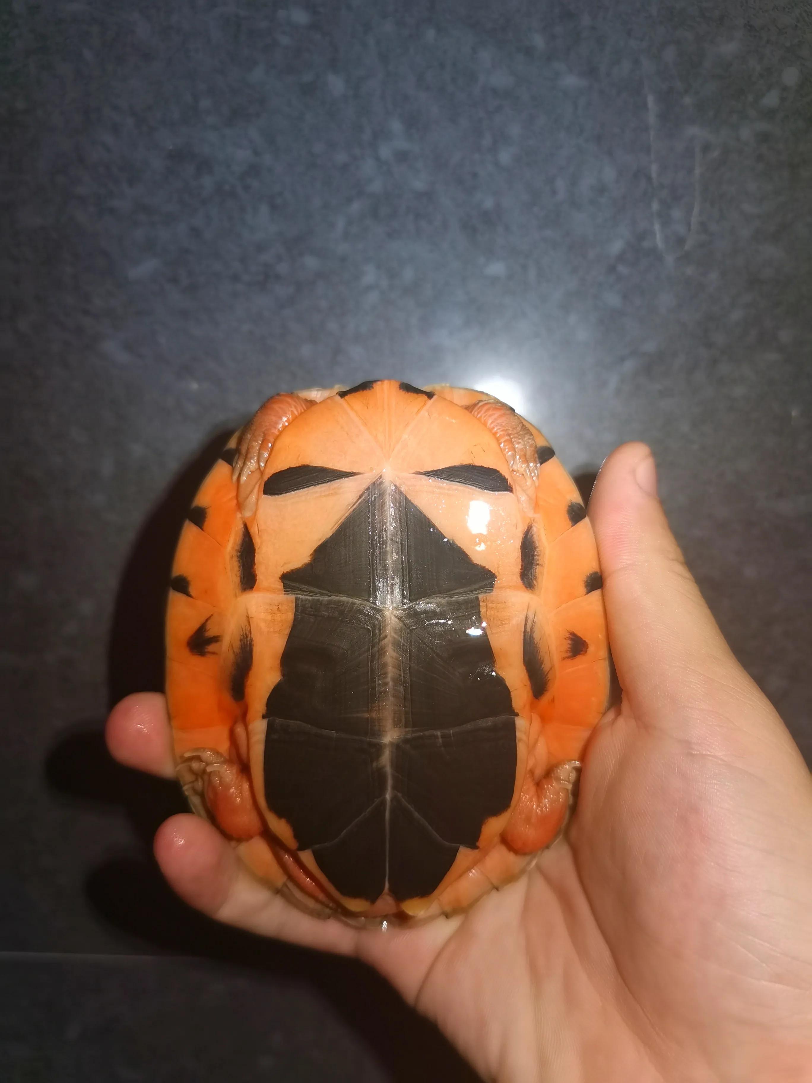 乌龟冬眠后不进食怎么回事,乌龟冬眠要喂吃的吗