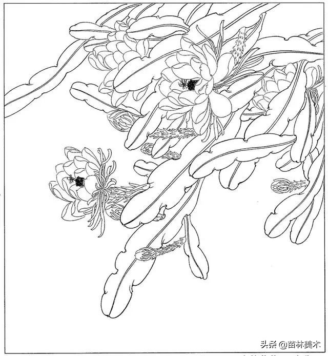 现代国画工笔花鸟白描及完整版,路雨年工笔白描花鸟团扇高清图片