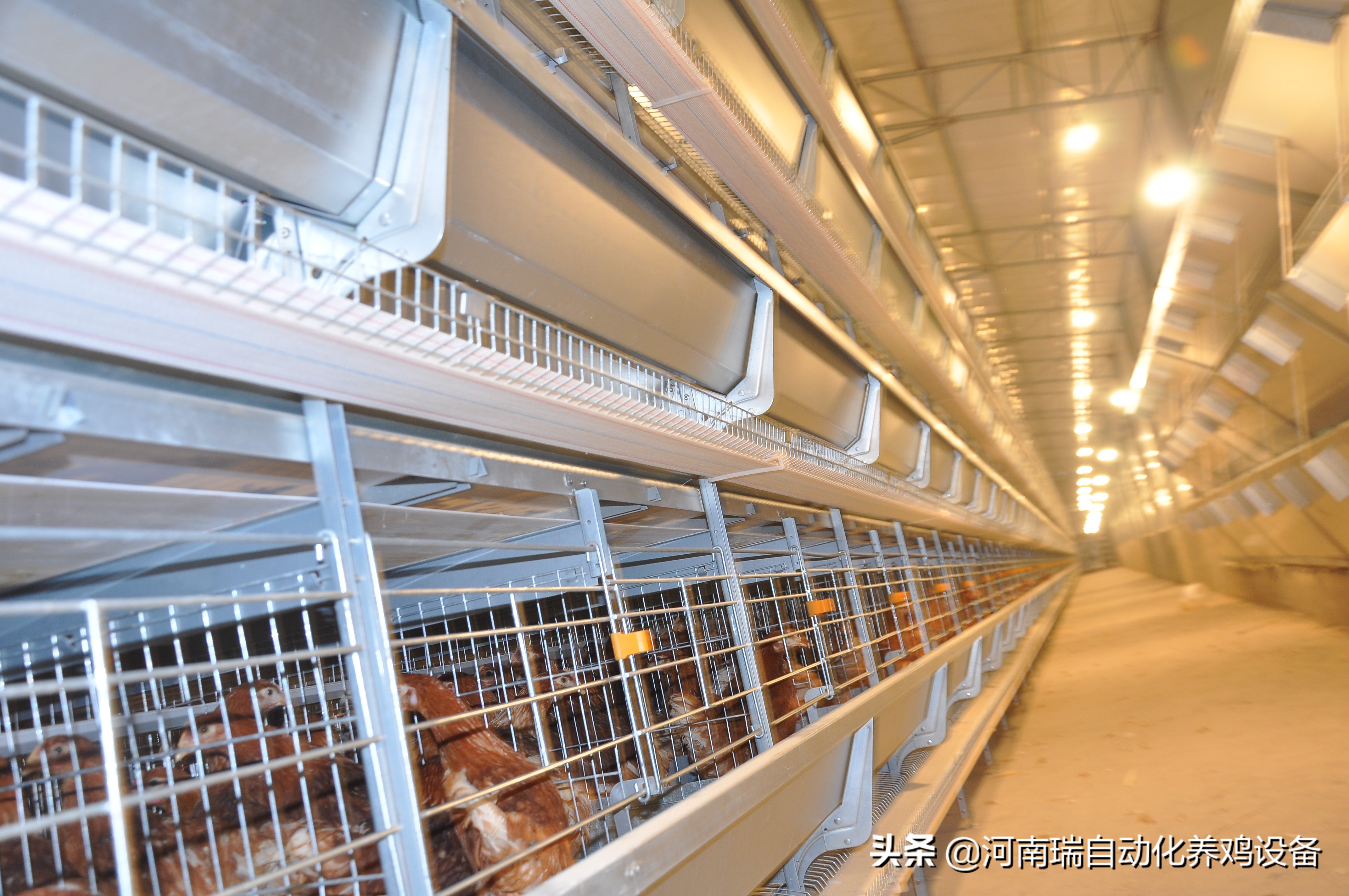 光照在蛋鸡养殖中的重要应用,光照对蛋鸡的作用原理图片