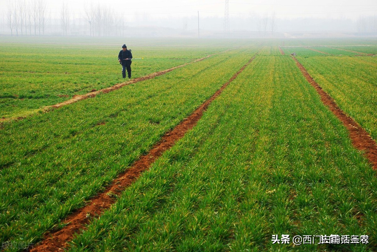 安徽粮食补贴2021年一亩地多少钱,粮补怎么查2021年每一亩地补多少