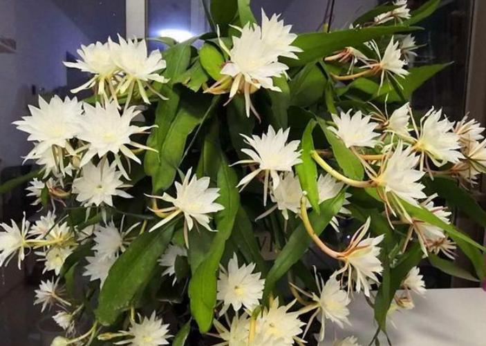 昙花只长杆不长叶怎么办,昙花怎么养才不会开花