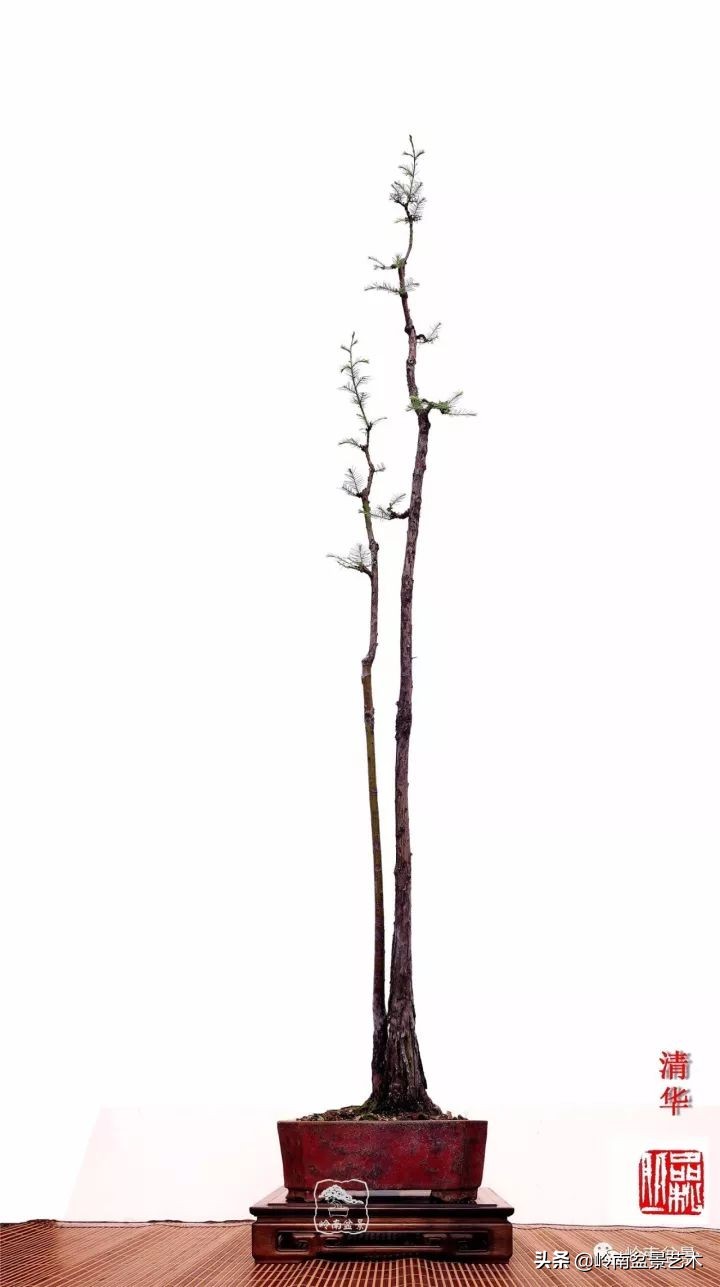 双干树,双干型果树