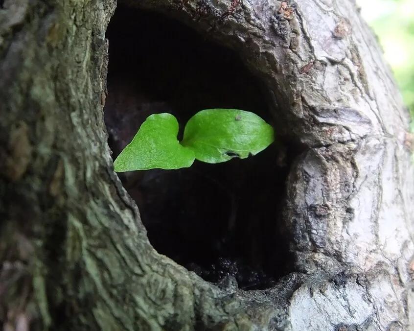 今日头条树洞在哪里,头条情感树洞