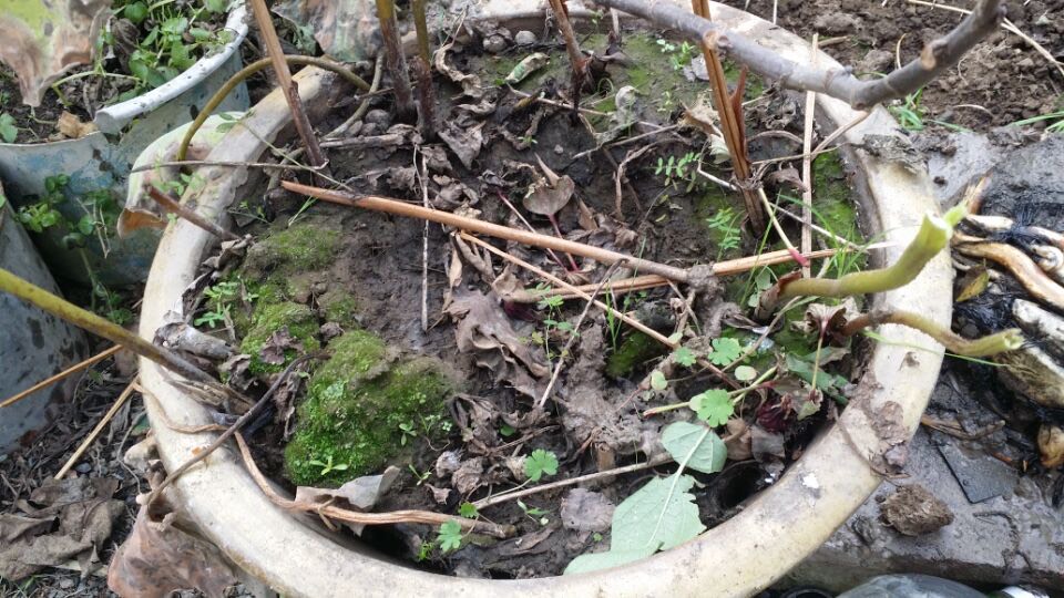 藕放到水缸里能开花吗,家里放旧水缸不好么