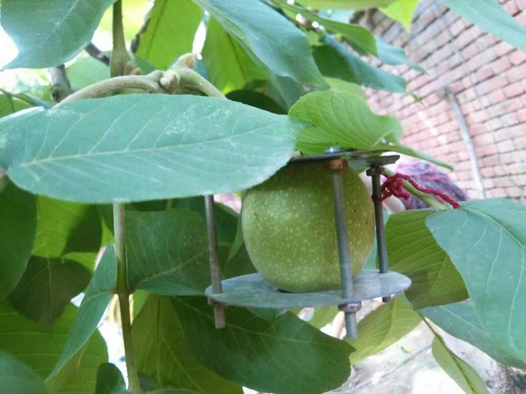 中国的核桃到底去哪里了,中国十大核桃之乡排名一览表