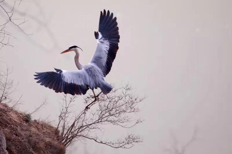 春暖桃花开的视频,春暖桃花开长视频
