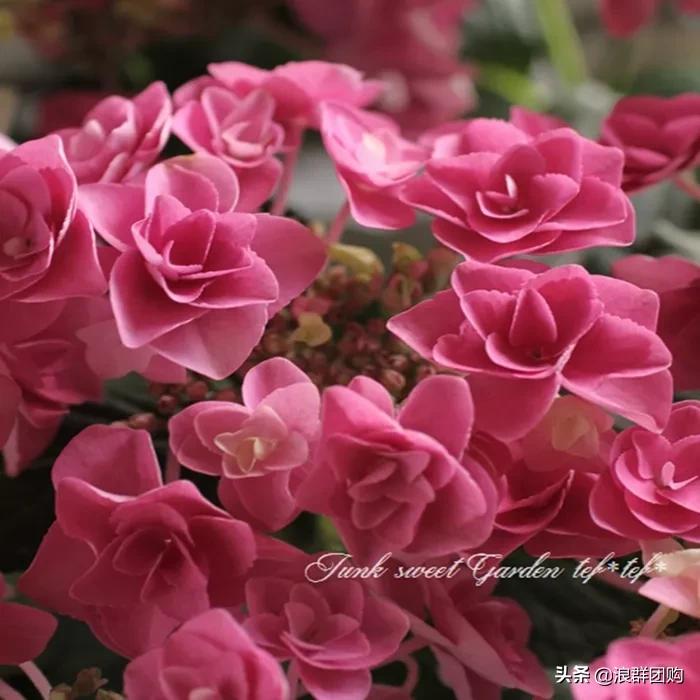 十种好看的绣球,最好看的绣球花视频