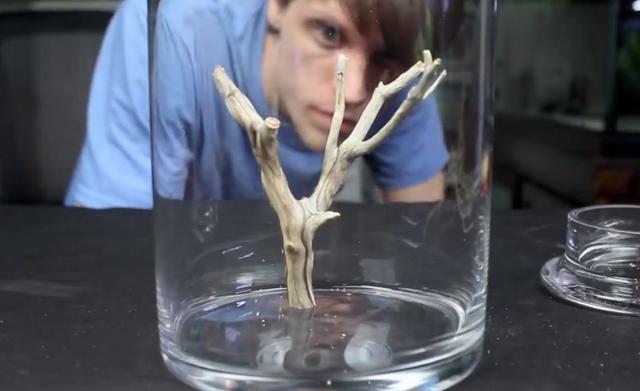 莫斯树到底好不好,莫斯树是什么