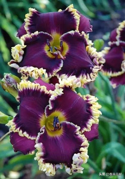 神奇的植物图片及介绍大全,十大最好的神奇植物